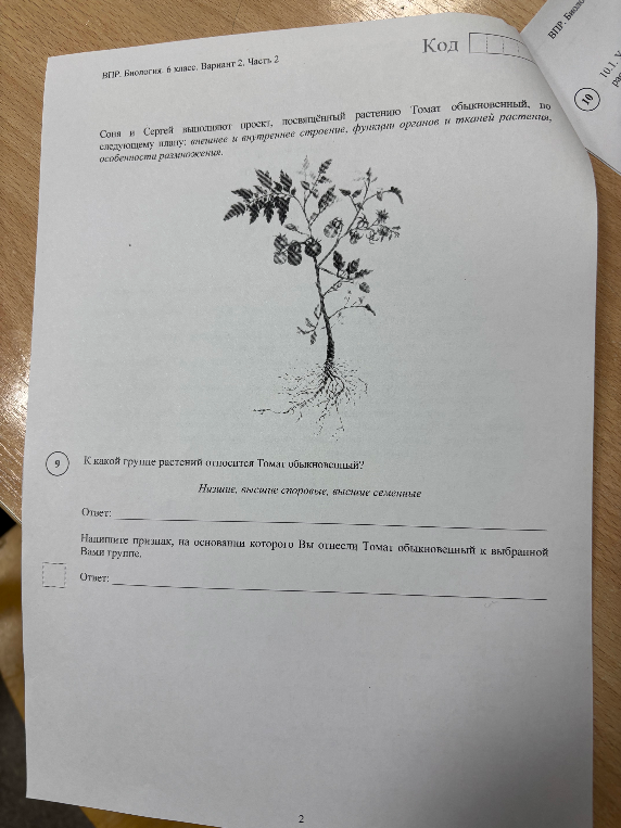 К какой группе растений относится Томат обыкновенный? Нижние, высшие споровые, высшие семенные