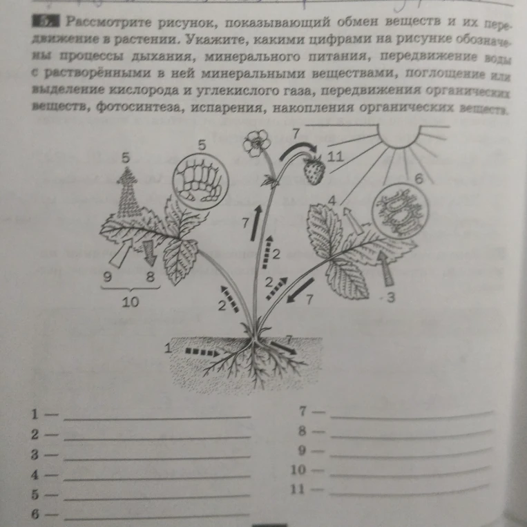 5. Рассмотрите рисунок, показывающий обмен веществ и их передвижение в растении.
