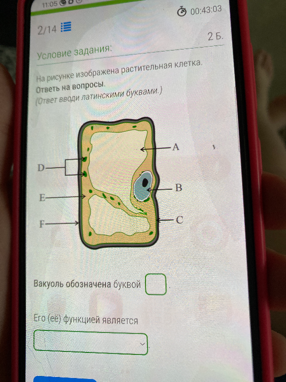 На рисунке изображена растительная клетка. Ответь на вопросы. (Ответ вводи латинскими буквами.) Вакуоль обозначена буквой. Его (её) функцией является.