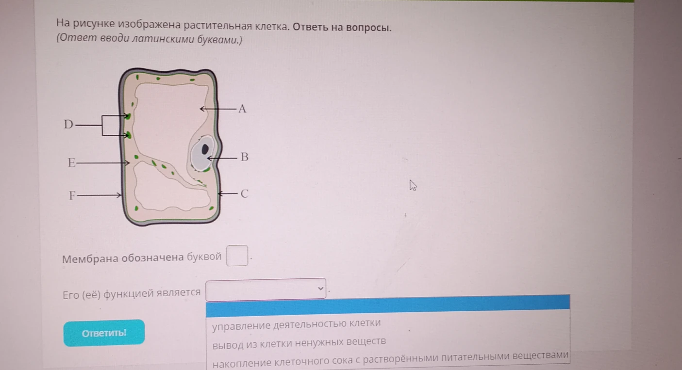 На рисунке изображена растительная клетка. Ответь на вопросы.