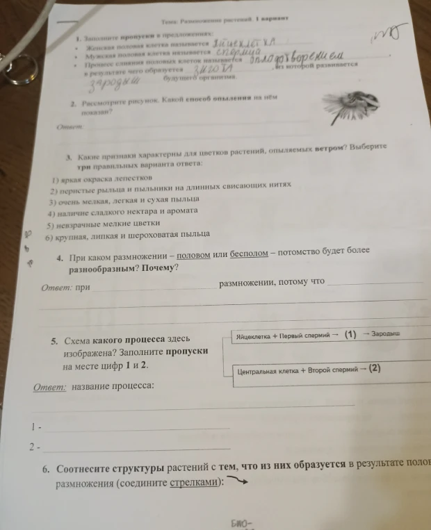 Заполните пропуски в предложениях: Женская половая клетка называется...