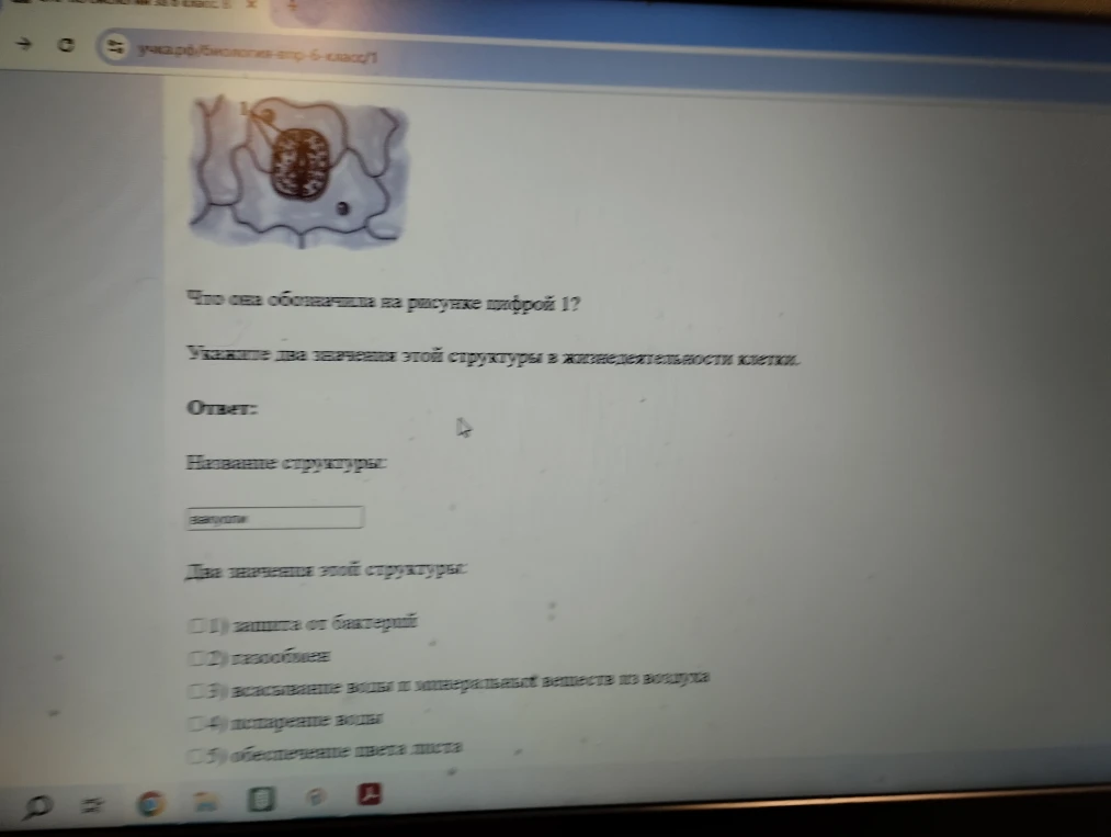 Что она обозначила на рисунке цифрой 1? Укажите два значения этой структуры в жизнедеятельности клетки.