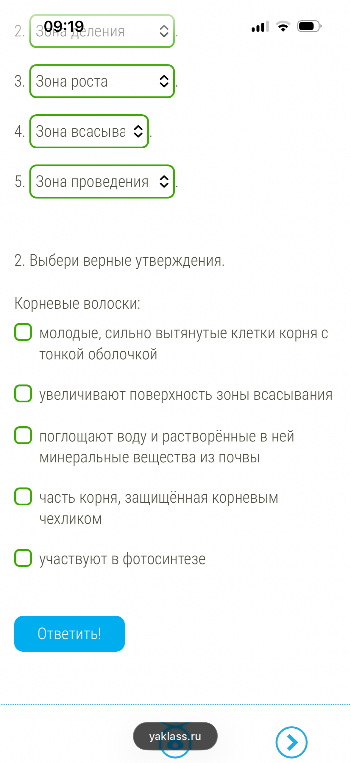 Выбери верные утверждения. Корневые волоски: