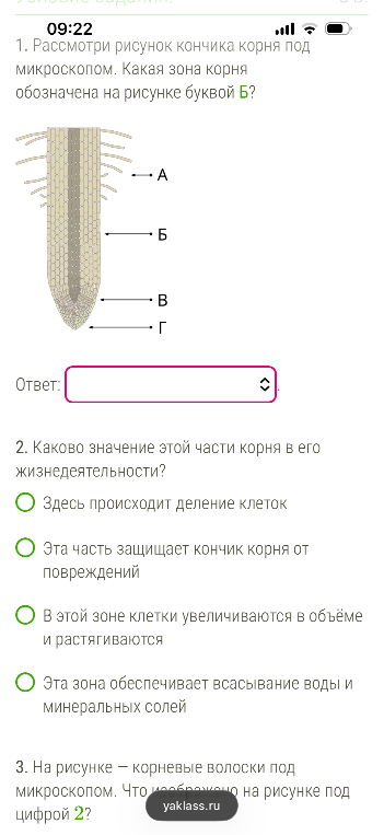 1. Рассмотри рисунок кончика корня под микроскопом. Какая зона корня обозначена на рисунке буквой Б?