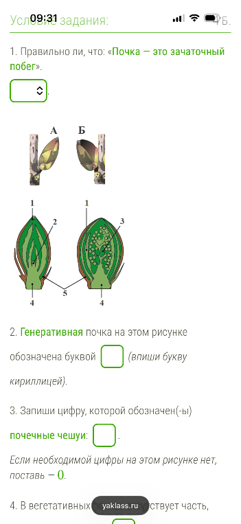 1. Правильно ли, что: «Почка — это зачаточный побег».