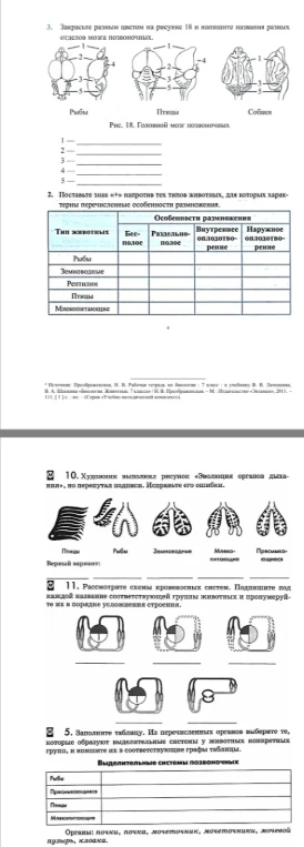 Закрасьте разным цветом на рисунке 18 и напишите названия разных отделов мозга позвоночных.