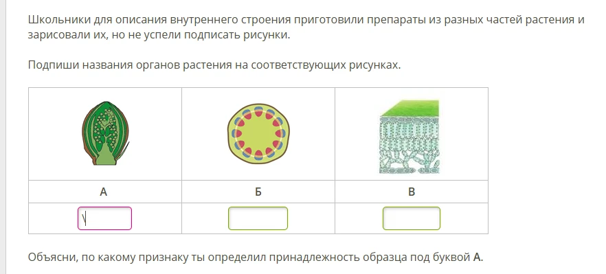 Школьники для описания внутреннего строения приготовили препараты из разных частей растения и зарисовали их, но не успели подписать рисунки.