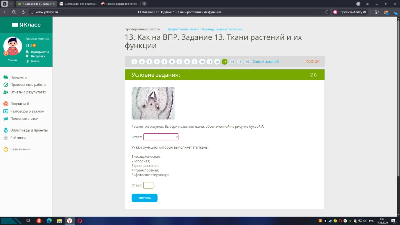 Рассмотри рисунок. Выбери название ткани, обозначенной на рисунке буквой А. Укажи функцию, которую выполняет эта ткань.