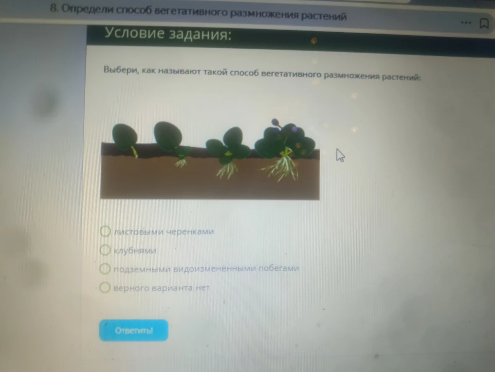 Выбери, как называют такой способ вегетативного размножения растений