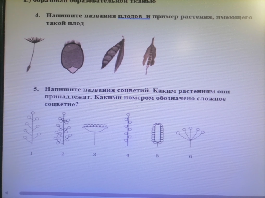 Напишите названия плодов и пример растения, имеющего такой плод