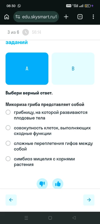 Микориза гриба представляет собой