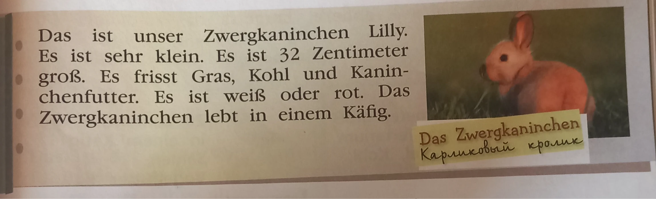 Das ist unser Zwergkaninchen Lilly.
