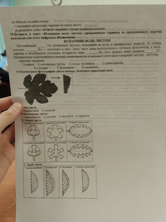 18.Вставьте в текст «Испарение воды листом» пропущенные термины из предложенного перечня, используя для этого цифровые обозначения.