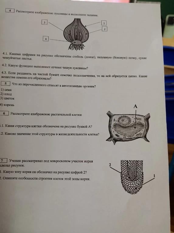 Рассмотрите изображение луковицы и выполните задания.