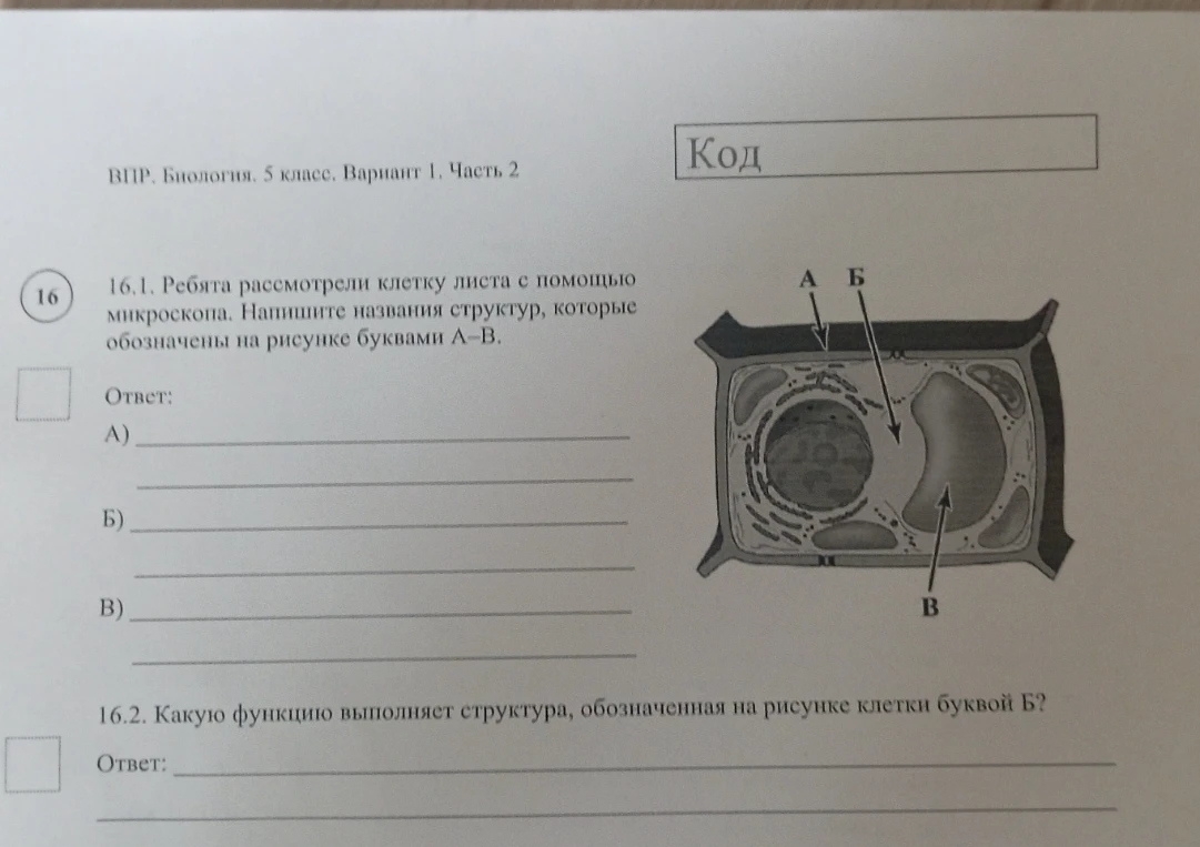 16.1. Ребята рассмотрели клетку листа с помощью микроскопа. Напишите названия структур, которые обозначены на рисунке буквами А–В.