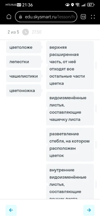цветоложе