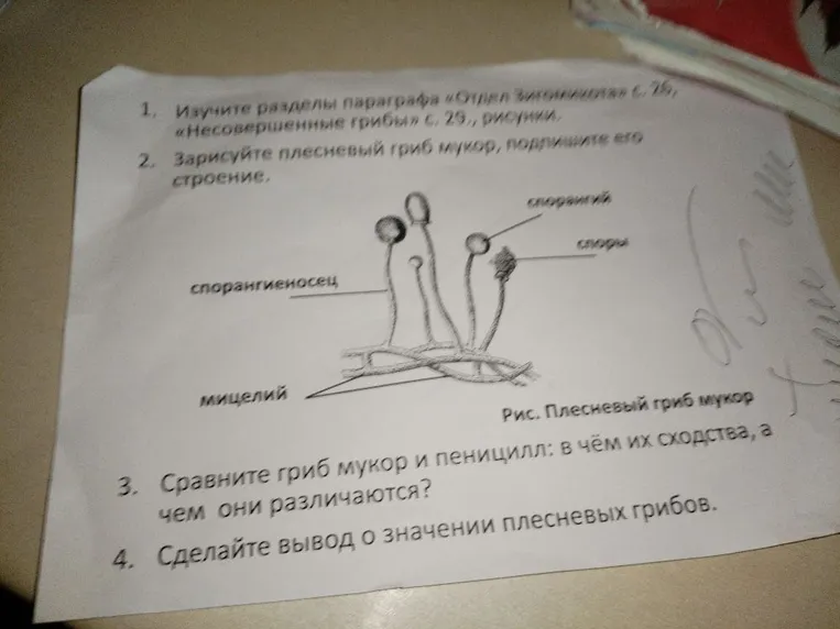 Сделайте вывод о значении плесневых грибов.