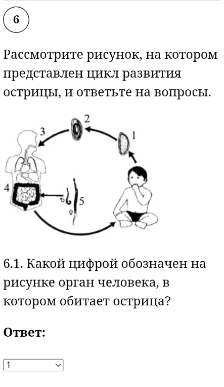 Рассмотрите рисунок, на котором представлен цикл развития острицы, и ответьте на вопросы.