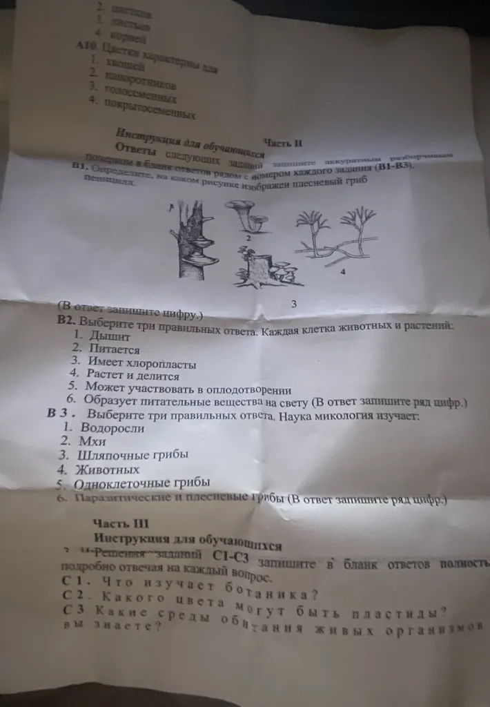 А10. Цветки характерны для: 1. хвощей 2. папоротников 3. голосеменных 4. покрытосеменных
