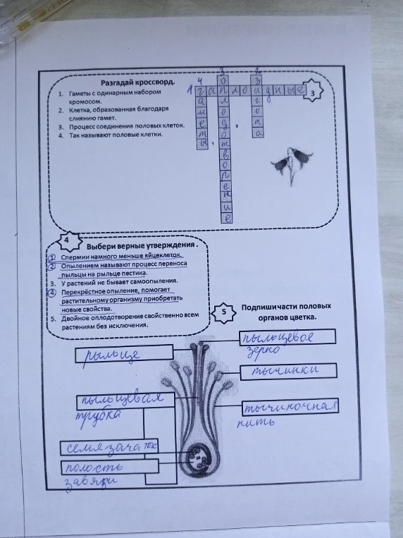 Разгадай кроссворд. 1. Гаметы с одинарным набором хромосом.