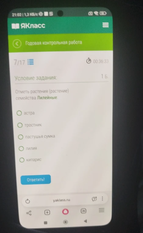 Отметь растения (растение) семейства Лилейные: