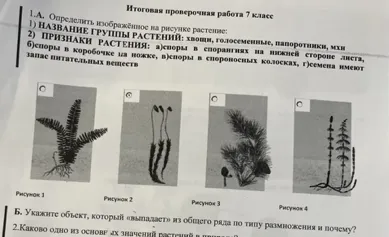 1.А. Определить изображённое на рисунке растение: 1) НАЗВАНИЕ ГРУППЫ РАСТЕНИЙ: хвощи, голосеменные, папоротники, мхи 2) ПРИЗНАКИ РАСТЕНИЯ: а)споры в спорангиях на нижней стороне листа, б)споры в коробочке на ножке, в)споры в спороносных колосках, г)семена имеют запас питательных веществ