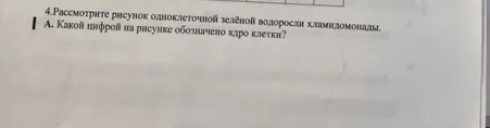 4.Рассмотрите рисунок одноклеточной зелёной водоросли хламидомонады. А. Какой цифрой на рисунке обозначено ядро клетки?