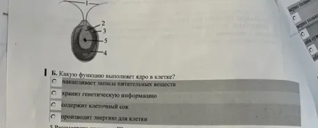 4.Рассмотрите рисунок одноклеточной зелёной водоросли хламидомонады. А. Какой цифрой на рисунке обозначено ядро клетки?