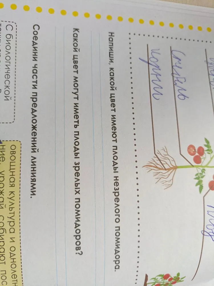 Напиши, какой цвет имеют плоды незрелого помидора.