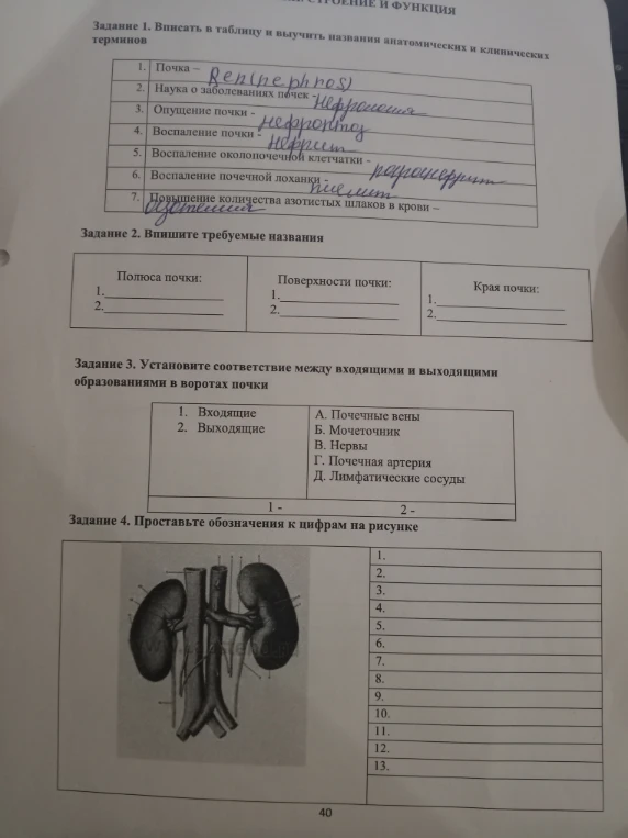 Задание 1. Вписать в таблицу и выучить названия анатомических и клинических терминов