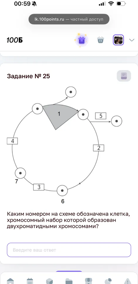Каким номером на схеме обозначена клетка, хромосомный набор которой образован двухроматидными хромосомами?