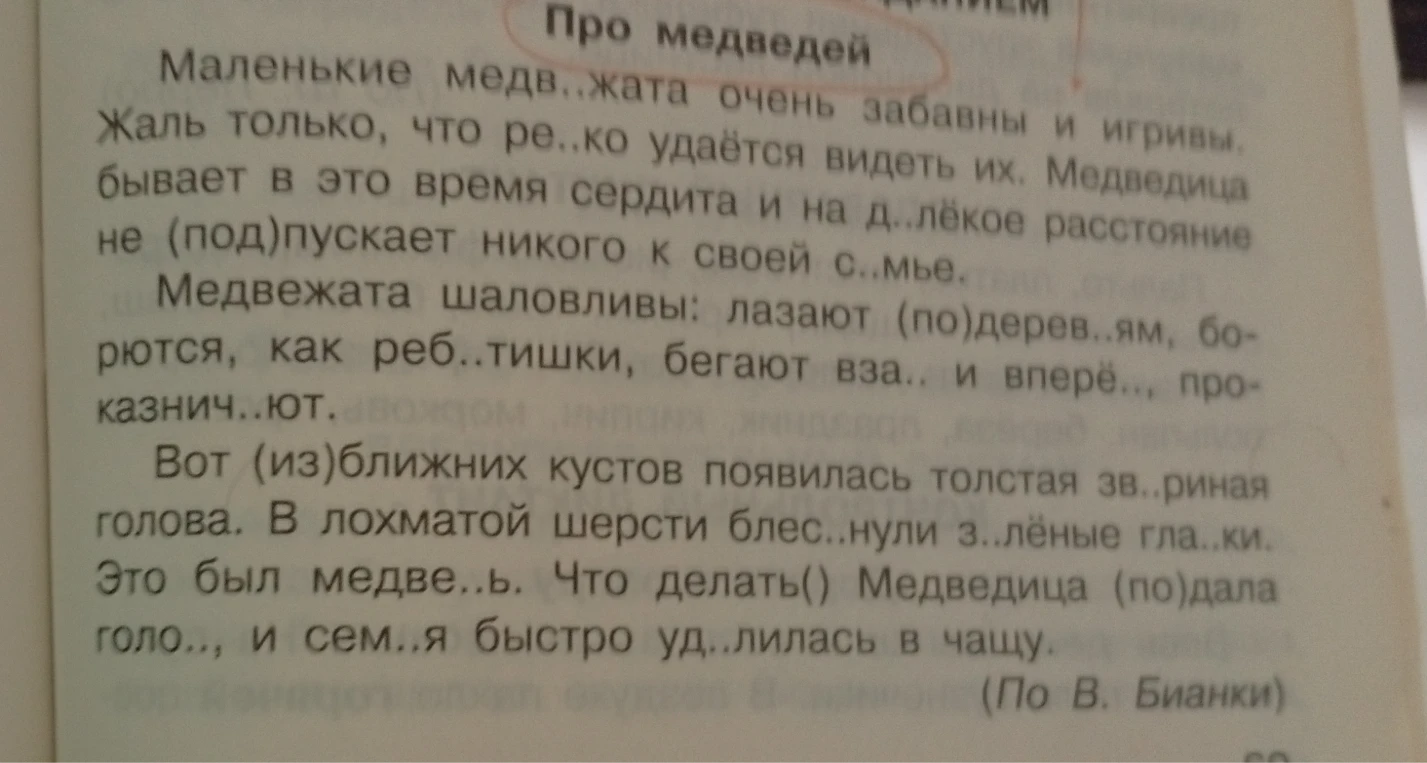 Маленькие медвежата очень забавны и игривы. Жаль только, что ре..ко удаётся видеть их.
