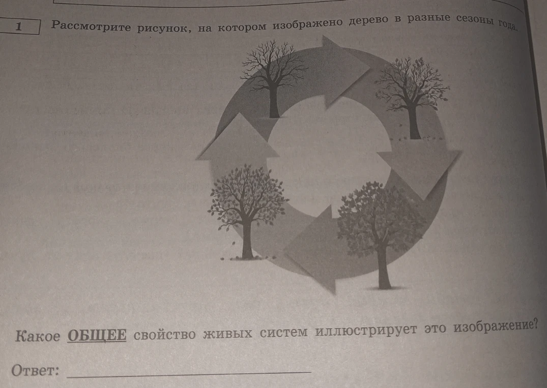 Рассмотрите рисунок, на котором изображено дерево в разные сезоны года. Какое ОБЩЕЕ свойство живых систем иллюстрирует это изображение?
