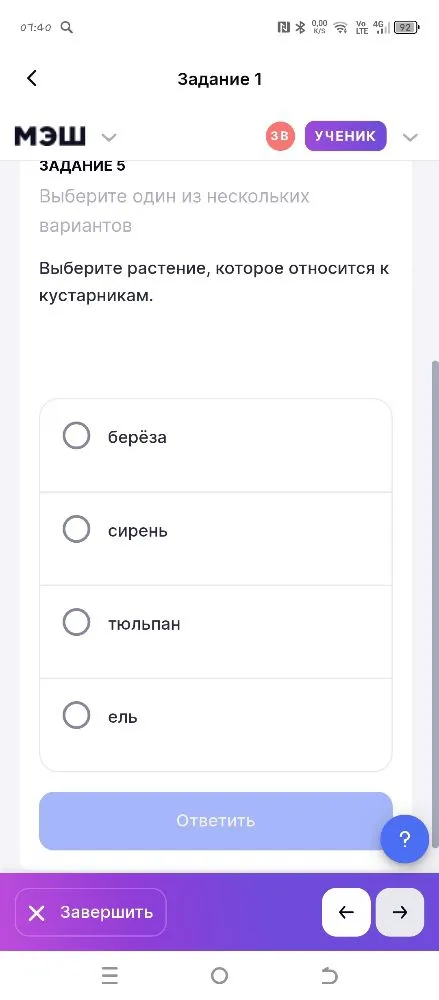 Выберите растение, которое относится к кустарникам.