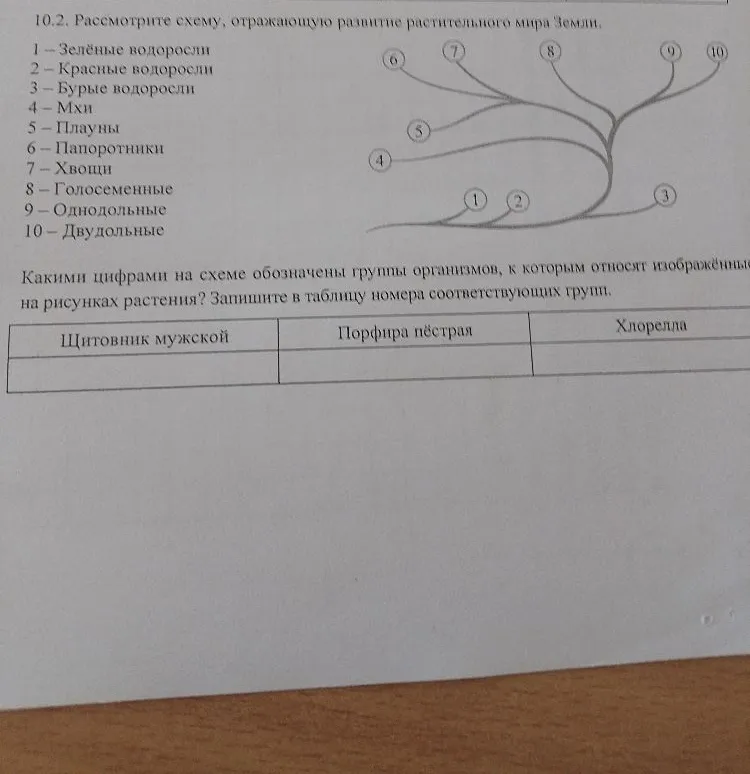 10.2. Рассмотрите схему, отражающую развитие растительного мира Земли. Какими цифрами на схеме обозначены группы организмов, к которым относят изображённые на рисунках растения? Запишите в таблицу номера соответствующих групп.