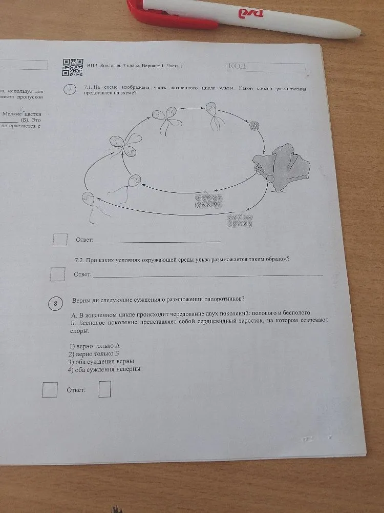 7.1. На схеме изображена часть жизненного цикла ульвы. Какой способ размножения представлен на схеме?