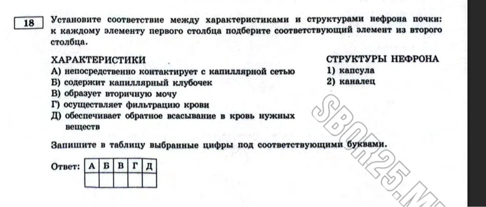 Установите соответствие между характеристиками и структурами нефрона почки: к каждому элементу первого столбца подберите соответствующий элемент из второго столбца.