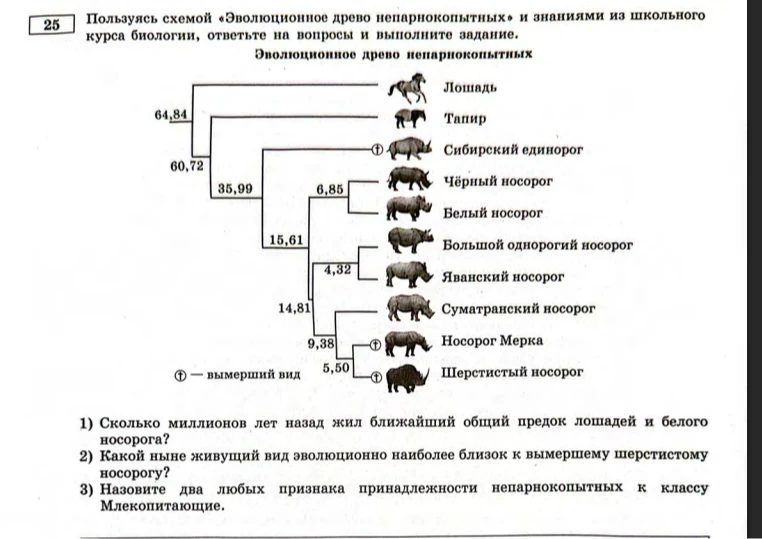 Пользуясь схемой «Эволюционное древо непарнокопытных» и знаниями из школьного курса биологии, ответьте на вопросы и выполните задание.