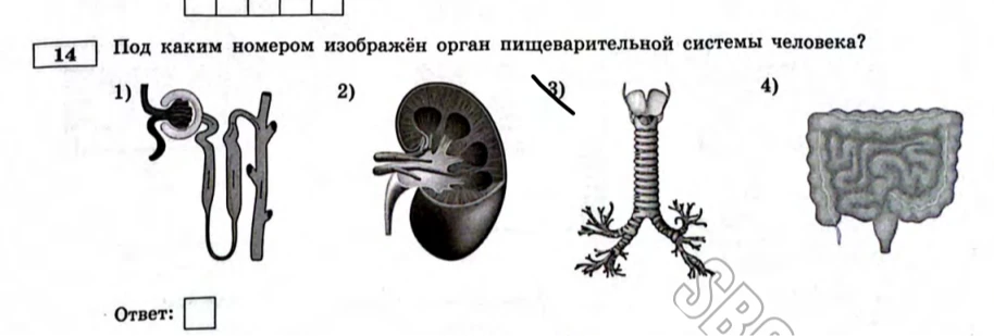 Под каким номером изображён орган пищеварительной системы человека?