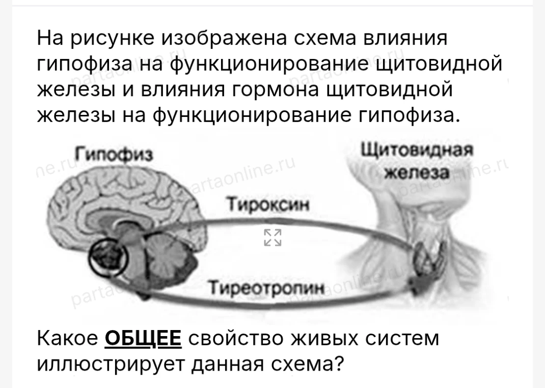 На рисунке изображена схема влияния гипофиза на функционирование щитовидной железы и влияния гормона щитовидной железы на функционирование гипофиза.