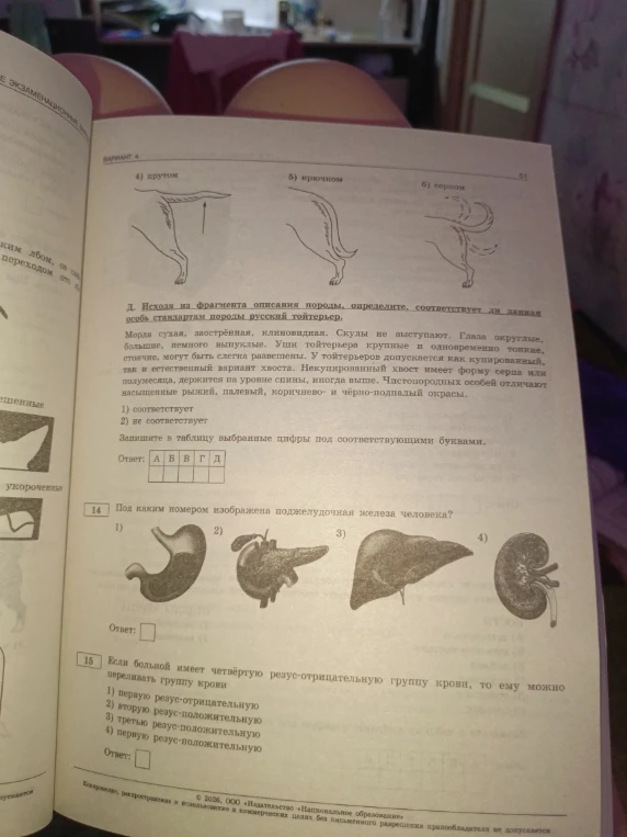 Под каким номером изображена поджелудочная железа человека?
