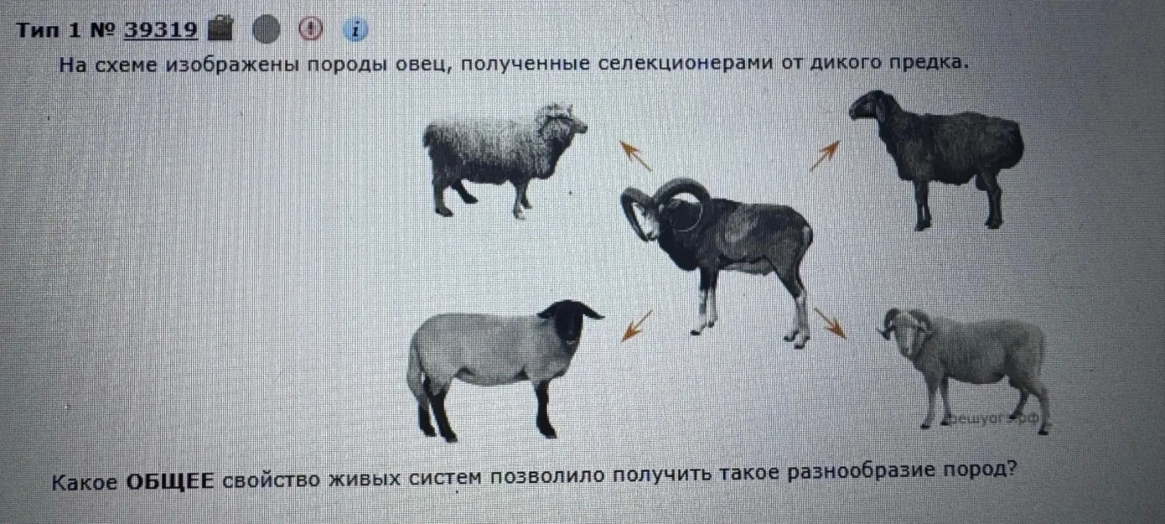 На схеме изображены породы овец, полученные селекционерами от дикого предка. Какое ОБЩЕЕ свойство живых систем позволило получить такое разнообразие пород?