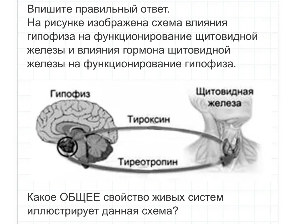 Какое ОБЩЕЕ свойство живых систем иллюстрирует данная схема?