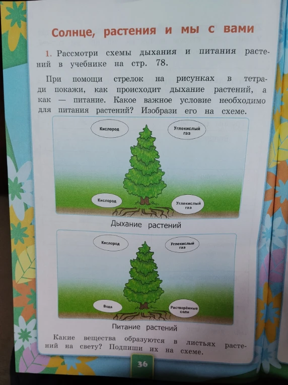 Рассмотри схемы дыхания и питания растений в учебнике на стр. 78.