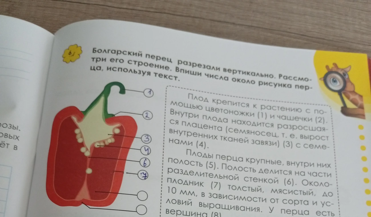 Болгарский перец разрезали вертикально. Рассмотри его строение. Впиши числа около рисунка перца, используя текст.