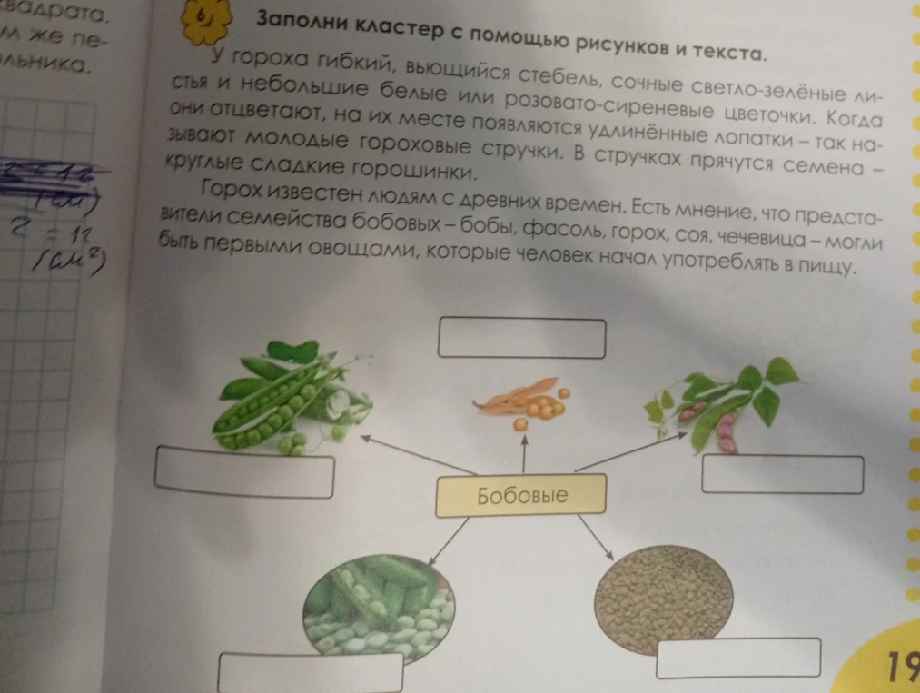 Заполни кластер с помощью рисунков и текста.
