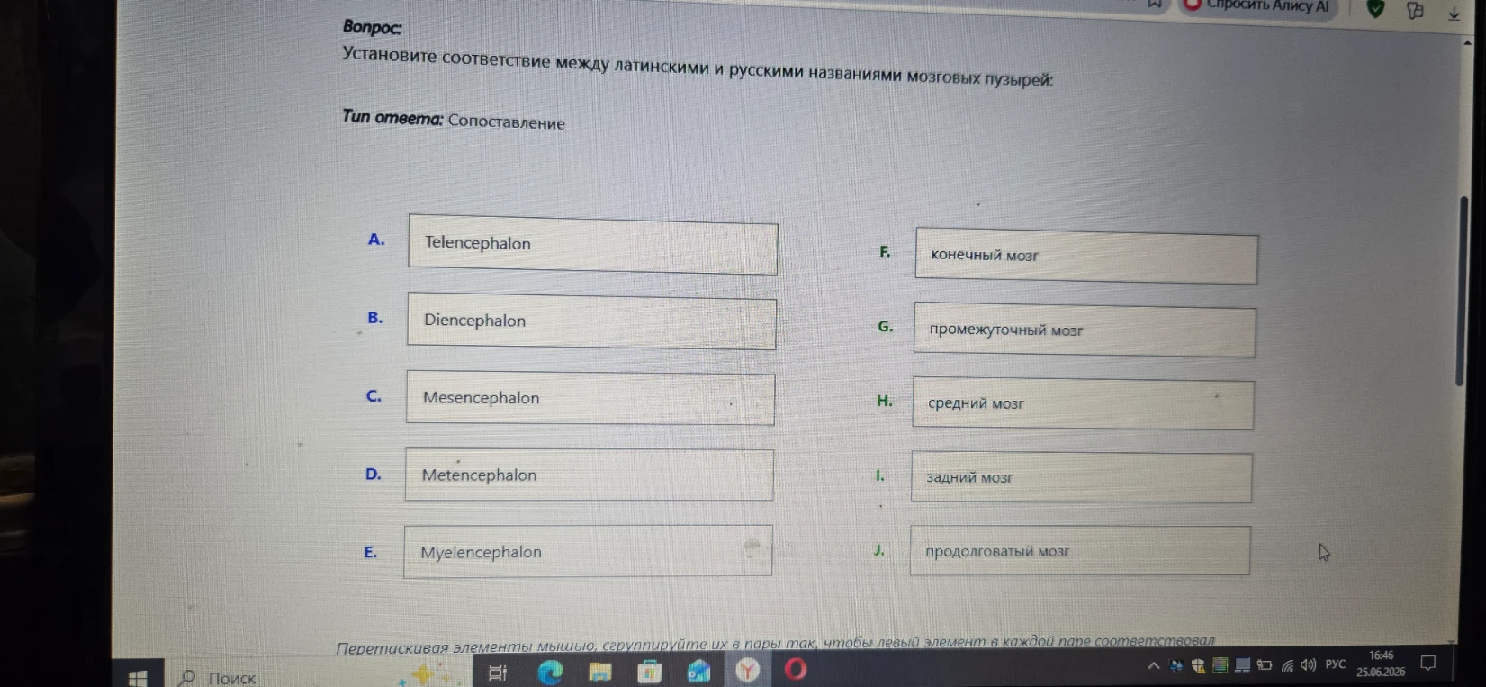 Установите соответствие между латинскими и русскими названиями мозговых пузырей.