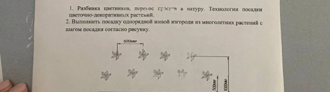 2. Выполнить посадку однорядной живой изгороди из многолетних растений с шагом посадки согласно рисунку.