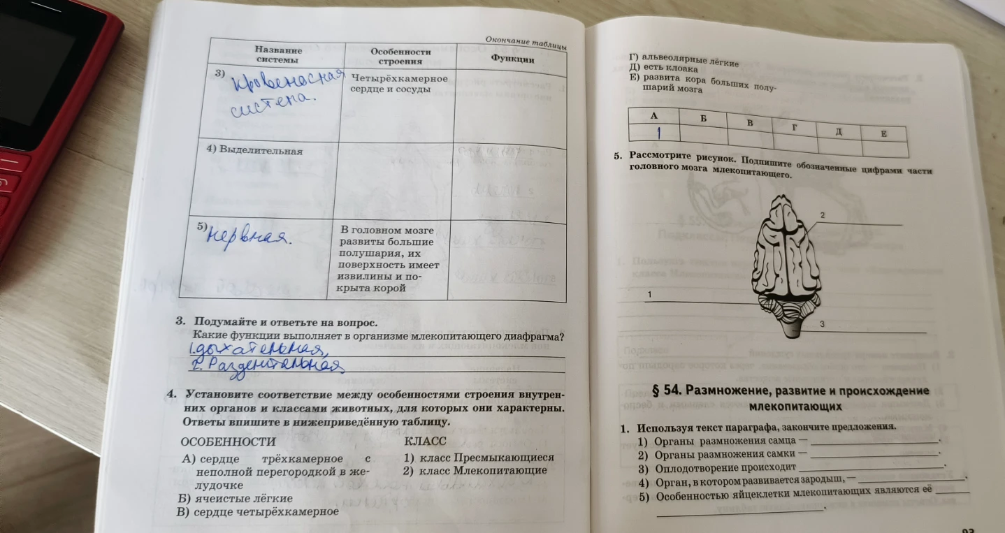 Помощь с заданиями по биологии: функции диафрагмы, классификация признаков животных, строение мозга и размножение млекопитающих.