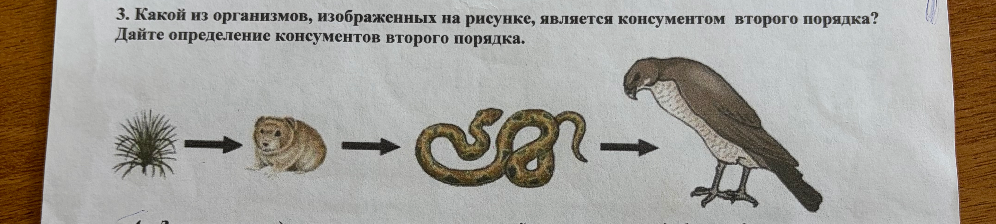 3. Какой из организмов, изображенных на рисунке, является консументом второго порядка? Дайте определение консументов второго порядка.